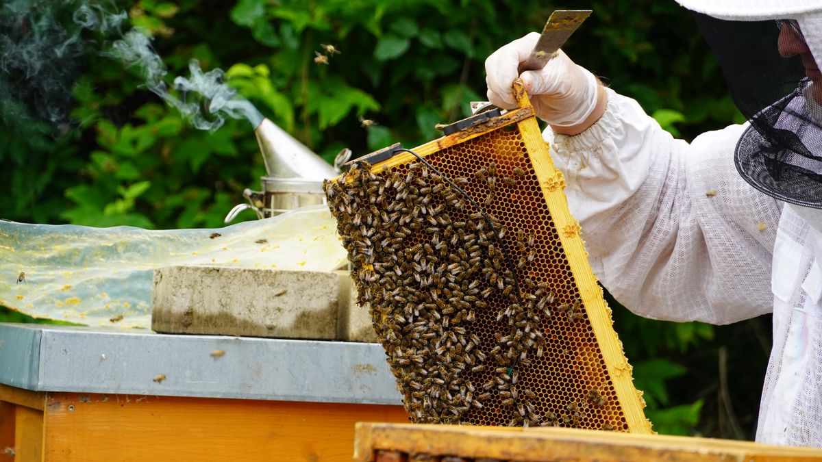 rfid-tieridentifikation-umweltmonitoring